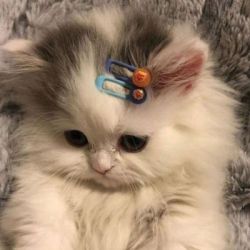 عکس ٭٭🐱٭٭