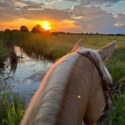 عکس to be loved by a horse