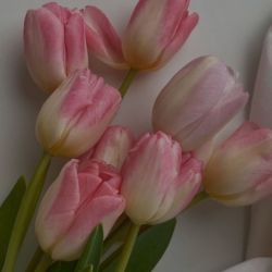 عکس بی‌تی‌اس یا بلک‌پینک