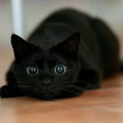 عکس 🐈‍⬛🐈‍⬛🐈🐈‍⬛🐈‍⬛