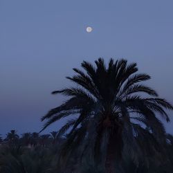 عکس سرابِ خیال، نخلستانِ دل
