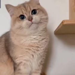 عکس پست لبوبو بزارم؟