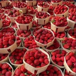 عکس ‌ (🍓) ‌
