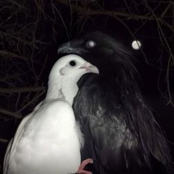 عکس elle est ici avec moi