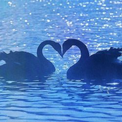 عکس ‌ ‌ ‌ ‌ ‌ ‌ ‌ ‌ ‌ ‌ ‌ ‌ ‌ ‌ ‌ ‌ ‌ ‌ ‌ ‌ 🦢