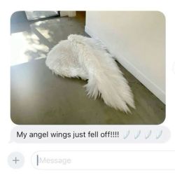 عکس ängèl wings