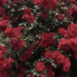 عکس 𝐄𝐯𝐞𝐫𝐲 𝐑𝐨𝐬𝐞 𝐡𝐚𝐬 𝐚 𝐭𝐡𝐨𝐫𝐧🌹