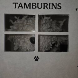 عکس harmless potato