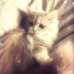 عکس "My little cat"