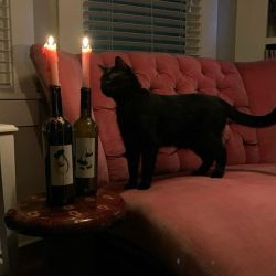 عکس 𝐶ℎ𝑒𝑟𝑟𝑦 𝑏𝑙𝑜𝑠𝑠𝑜𝑚