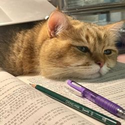 عکس ܢܚܟܿܔ▶︎ •၊၊||၊|။|||| |