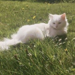 عکس •°•The Blue Hair•°•