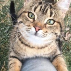 عکس پستامو دوست داری؟