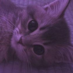 عکس ایده داری برای پستم