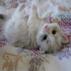 عکس vivivivivivivi