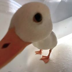 عکس Entrada prohibida