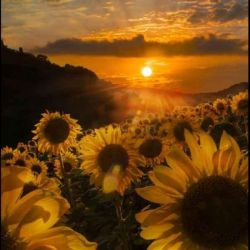 عکس My safe house