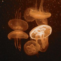 عکس 𝗌𝗽𖦹äɾ𝗄