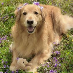 عکس 𝘎𝘰𝘭𝘥𝘦𝘯