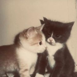 عکس ‌‌‌‌‌‌‌‌‌‌‌‌‌𝖬𝖾𝗈𝗐