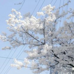 عکس ＡＴＳＵＳＨＩ