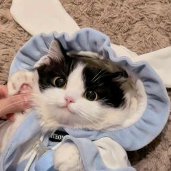 عکس گربه یا سگ؟