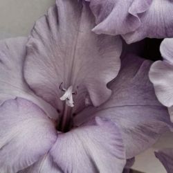 عکس ⋆Little star