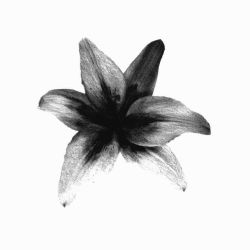 عکس 𝖲𝗁𝖾 𝗂𝗌 𝗆𝗒 𝗐𝗂𝖿𝖾  #