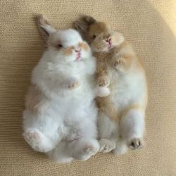 عکس 𝖺𝗇𝗀𝖾𝗅 𝗐𝗂𝗇𝗀𝗌#