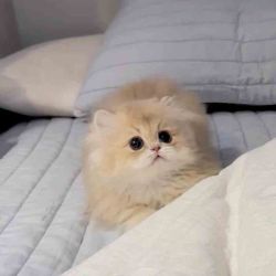 عکس I have Questions from you😉من از شما سوال دارم😉