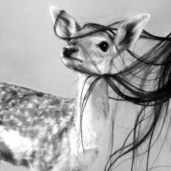 عکس A life of being a deer