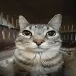 عکس آقای رنگو