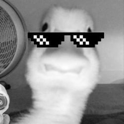 عکس از بین اینها انتخاب کنید