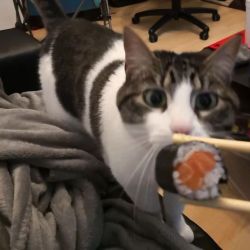 عکس ⅈᥴꪮꪀⅈᥴ ᥴꪖ𝕥