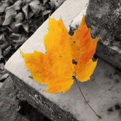 عکس ❣️❣️نقاشی🌹🌹