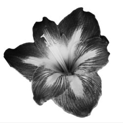 عکس ℓιℓιυмѕ