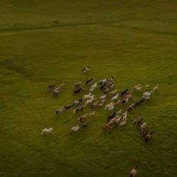 عکس بزغمناک