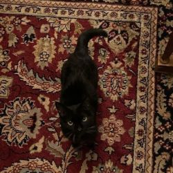 عکس ‌ ‌ 🐈‍⬛‌ ‌