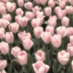 عکس ʚ𝑩𝒆𝒂𝒖𝒕𝒊𝒇𝒖𝒍 𝒓𝒐𝒔𝒆𝒔ɞ