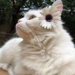 عکس کدوم یکی از شخصیت های رمان زیر رو بیشتر دوست داری؟