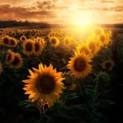 عکس 🌻𝒔𝒖𝒏𝒇𝒍𝒐𝒘𝒆𝒓🌻