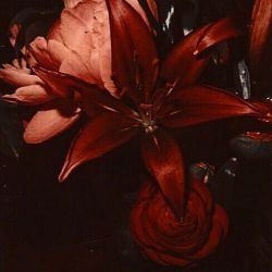 عکس ?𝐥𝐢𝐥𝐢𝐮𝐦