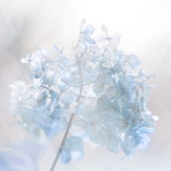 عکس ʚ𝑩𝒆𝒂𝒖𝒕𝒊𝒇𝒖𝒍 𝒓𝒐𝒔𝒆𝒔ɞ