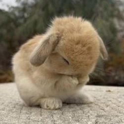 عکس کدام شغل را دوست داری ؟؟؟📚