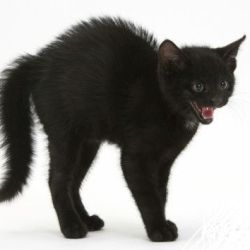 عکس !   𝗠𝗲𝗼𝘄𝘄𝘄𝘄𝘄