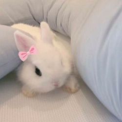 عکس ☆...Minji...☆