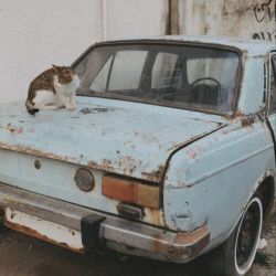 عکس رده سنی کاربرای تستچی؟