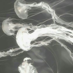 عکس ♪♪🦢♪♪