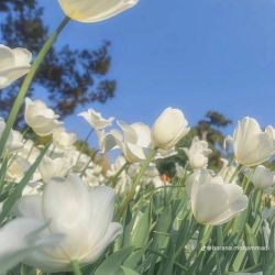 عکس کدوم لالایی بچگیت بیشتر خاطره انگیزه؟🧸