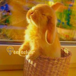 عکس چه چیزی باعث شد که به سایت تستچی علاقمند بشی؟